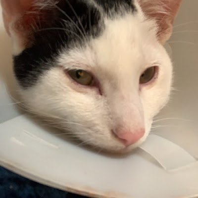 Catgirl1245's profile picture. Me