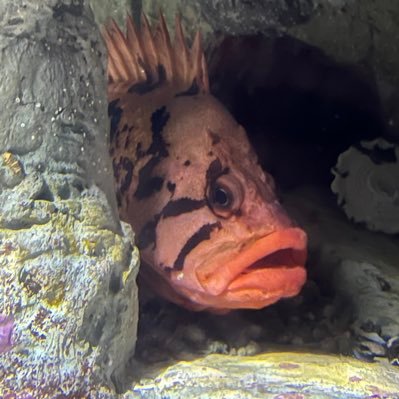 jacobtenfishes's profile picture. 