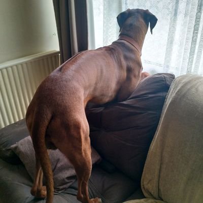 ExileIrish's profile picture. Underdogs bite upwards. Victory through adversity. If you want it enough you can make it happen. You won't fool the children of the revolution.