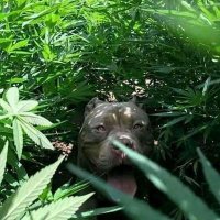 Pathum (@pathum14205239) 's Twitter Profile