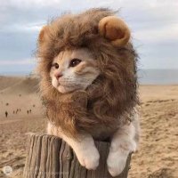 Lionking(@LionkinCali) 's Twitter Profile Photo