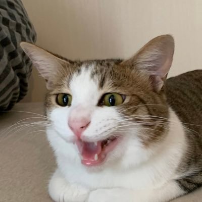 neko_osu_0707's profile picture. ログレスw3始めました 2021.8.13～ 写真は家の猫 かんぱち♂2020.7.7生れ ログレスとモンストやってます。モンスト冬眠中w