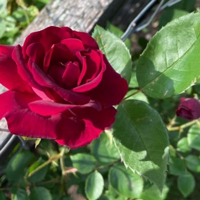 14SKEvans's profile picture. I am ME ... that's all there is to it! My opinions are my own.