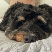 jk (@sillyputty47) 's Twitter Profile