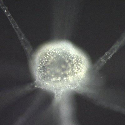 真菌から昆虫まで生き物達と楽しく暮らそうね
いろんな方と交流できたらいいな！
ここ数年(2019から)は黄色いヒヨケムシの飼育、繁殖に力を入れています。
ヒヨケムシ（Solifugae）はいいぞ！！

変な生き物が好きなんじゃない、好きな生き物が変なだけだ