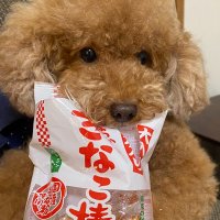 はなさん🐾 (@hanachanweb0428) 's Twitter Profile