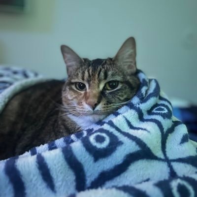 yemayaa19's profile picture. Always learning