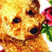 tkonie（左傾化を深く憂慮する一市民） (@konie_t) Twitter profile photo