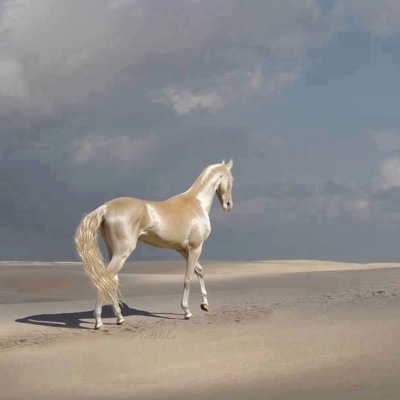 Patafiseg's profile picture. 