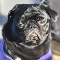 angusthepug (@angusthepug) 's Twitter Profile