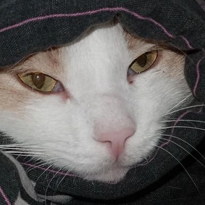 Fucking_Omlet's profile picture. мой кот всегда спит