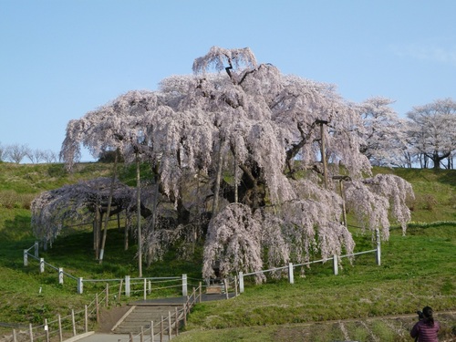 原発事故以降、正しい情報と思われるものを探し、つぶやいています。アイコンの写真は震災直後の三春滝桜です、樹齢千年とも言われています。