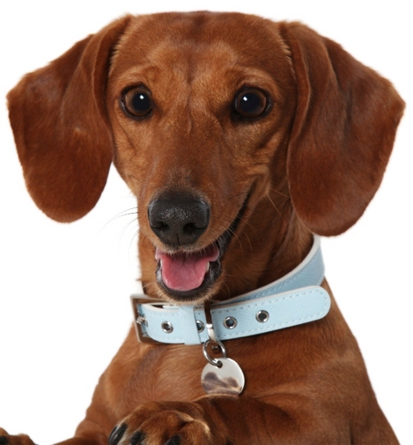 Lux Dog Design Luxdogdesign Twitter