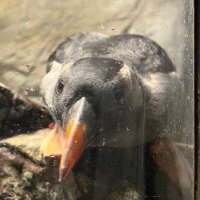 Ha-kun (@ha_kuntwitch) Twitter profile photo