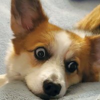 Brennars Rambles (@brennarsrambles) 's Twitter Profile