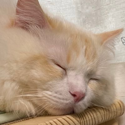 yupa_sheeta's profile picture. 猫垢です🐈 猫3匹🐱|ラグドール1歳|ラグドール♂4歳|ラグドール♀7歳|2匹は保護猫です|無言フォロー失礼します🙇‍♀️猫好さん歓迎✨勧誘DMお断りします‖ Messages and texts are NOT accepted.❌