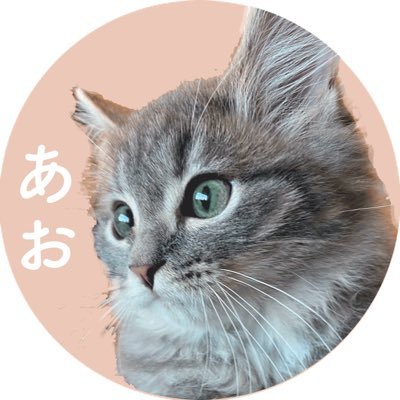 あお🐈2021.05.24 サイベリアン やんちゃで甘えん坊だけど抱っこは苦手😽画像無断転載禁止 インスタ28万人https://t.co/nIJ4lE7i4i