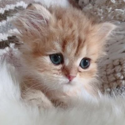 福祉事業を60才から77才まで行っていましたが事業を終了。現在息子夫婦と同居しています。時間的に余裕がありすぎて何かしようと考えてYouTubeとフェースブック・ブログ・ツイッターなどをこれから挑戦したいと思います。よろしくお願いします。