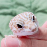 わん (@wan_nivel) 's Twitter Profile