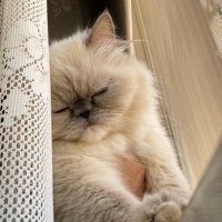 Raghad (@ax98r) 's Twitter Profile