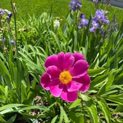 CotyPodesta's profile picture. 