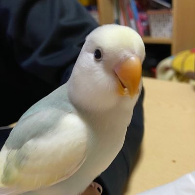 2022年4月からウン十年ぶりの鳥飼い生活です😊Twitterは見る専門でほとんど呟きません。無言フォロー失礼します。