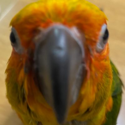 インコの飼い主