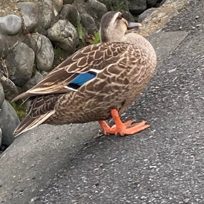 ななすん。 みーんおんのたらー補欠。家系餃子を低温で温めています。