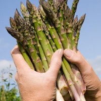 Asparagus Conference(@BiennialAspara1) 's Twitter Profile Photo