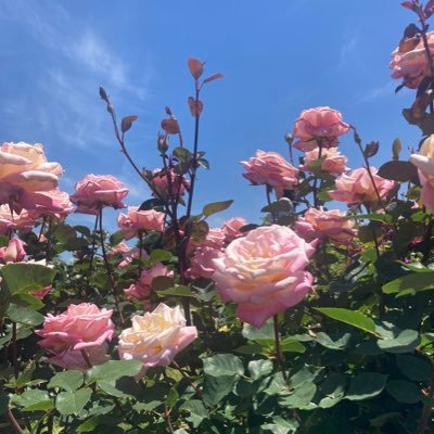 CZWVAtzrsDZyahc's profile picture. 社会人１年生の娘、通信制高校1年生の息子がいます。息子は中2から学校行けませんでした。人に言えないことを吐き出したくて始めました。よろしくお願いします。無言フォロー失礼します。