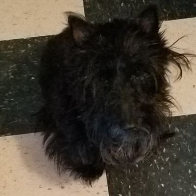 Fun loving Scottie Chick! I like treats, walks, and woofing! Down with squirrels!