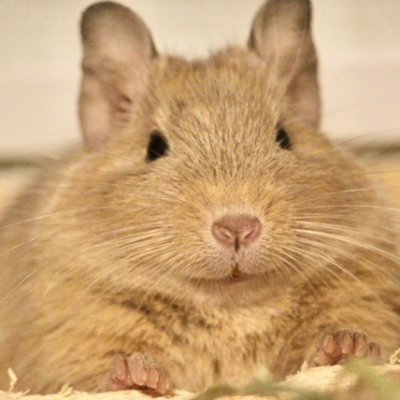 Software Engineer Manager at LINEヤフー. Snowboarding🏂 Game🎮 Degu🐭 デグースタンプ https://t.co/3zP4x9Apd1