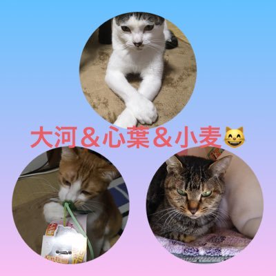 Twitter初心者なので宜しくお願いします🥺 猫大好き😻愛猫三匹とのんびり暮らしてます🐈いいね&リツイートありがとうございます😭プライベート✉️NG🙅‍♀️動物メインです😻🐶フォロー制限中💦🙏