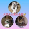 taisinkom578s2's profile picture. Twitter初心者なので宜しくお願いします🥺 猫大好き😻愛猫三匹とのんびり暮らしてます🐈いいね&リツイートありがとうございます😭プライベート✉️NG🙅‍♀️動物メインです😻🐶フォロー制限中💦🙏