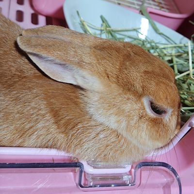 movmovponta's profile picture. 不知火フレアさんを推す人（ぬいぐるみ連れて全国行脚、11/47）。スパイガジェット楽しい（サメライドを信じろ）。プロデューサー業をだらだら（森久保分が足りない）。英傑になるために日の本を駆け回り中（やっぱ自称お姉ちゃん研究中）。