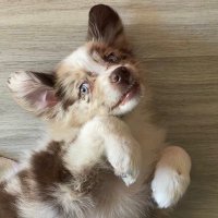 Finnigan the Aussie Pup(@barksbyfinnigan) 's Twitter Profile Photo
