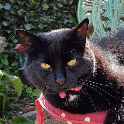 Servant to my beautiful Daisy cat, a lovely plump black girl. All my cats and dogs have been rescue animals. Vegetarian for longer than I care to admit!