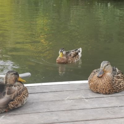 Duck Blobsky Profile