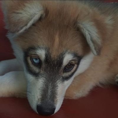 Gabebesson17's profile picture. 