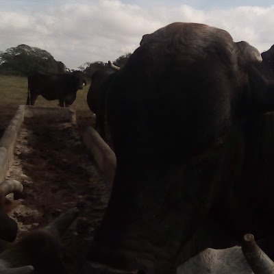 danilosear's profile picture. de shoppies