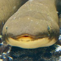 Fiendish_Bo (@graedonbot) 's Twitter Profile Photo Fiendish_Bo (@graedonbot) 's Twitter Profile Photo