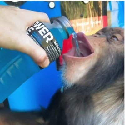 NiceOnTwitR's profile picture. 