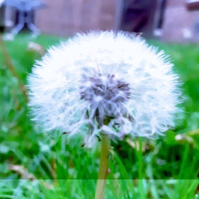 liz19846167's profile picture. AMHP....survived Covid on the frontline only just....love plants hate social injustice......#dorsetshire