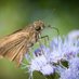 NC State Entomology Graduate Student Association (@ncsu_egsa) Twitter profile photo NC State Entomology Graduate Student Association (@ncsu_egsa) Twitter profile photo