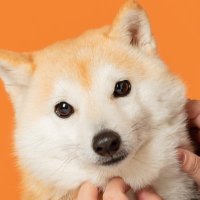 柴犬 もち丸 Shibainu(@mochimaru_shiba) 's Twitter Profile Photo