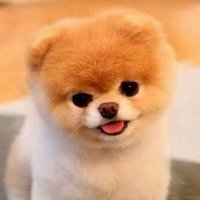Travesuras Caninas🐩🐕 (@guauguaug) 's Twitter Profile Photo Travesuras Caninas🐩🐕 (@guauguaug) 's Twitter Profile Photo