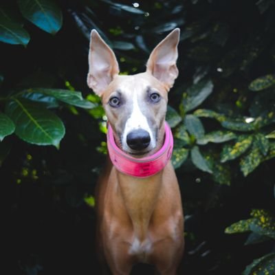 Zero_thewhippet Profile Picture