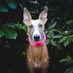 Zero The Whippet (@zero_thewhippet) Twitter profile photo