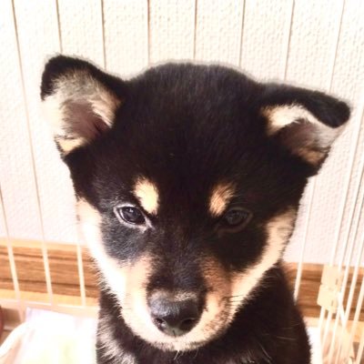 2016.1.29日生まれの黒柴はる♂飼い主パパがつぶやいてます。スポーツ大好き。Ｇ党そして大昔の高校球児。今は週末審判⚾️車好き趣味洗車 🚙堅苦しい挨拶いりません😊気軽にフォローどうぞ😊https://t.co/w9qxit4IRi 無断転載禁止❌