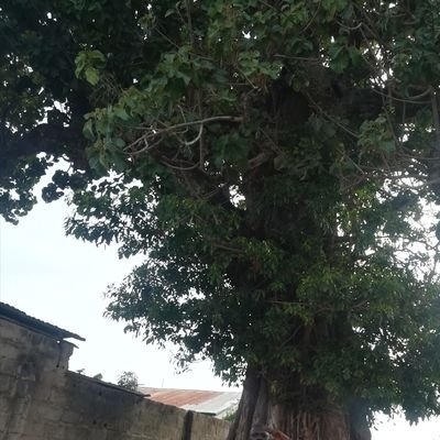 Lamin91834557's profile picture. Lamin